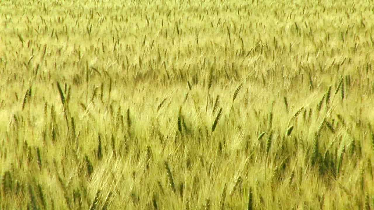 바람에 흔들리는 밀밭 1