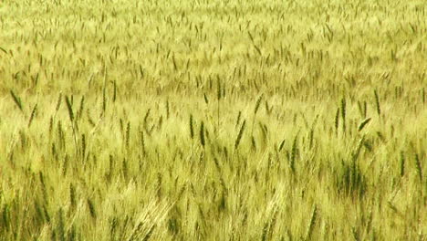 A-wheat-field-waves-in-the-breeze-1