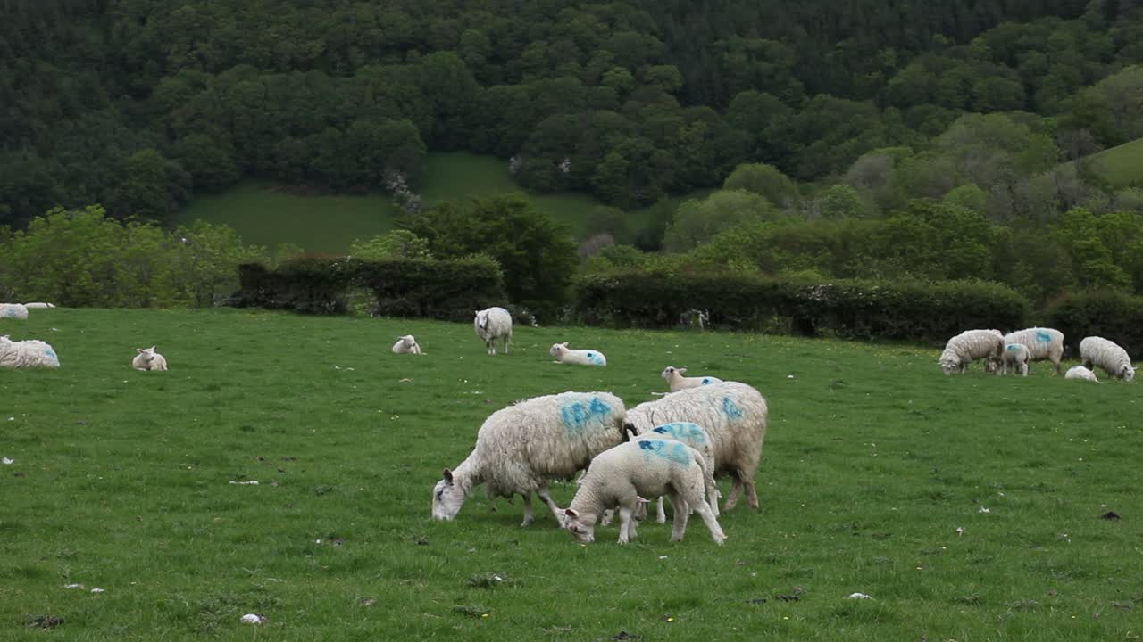 Pecore al pascolo in un campo. Galles. Regno Unito