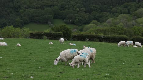 Ovejas-Pastando-En-El-Campo.-Gales.-Reino-Unido