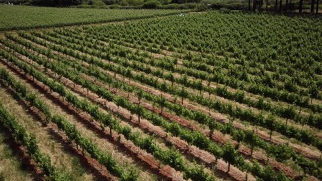 growing farm winery in green grapevine in constantia, cape town, south africa