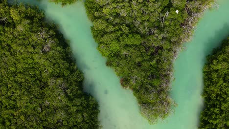 Canales-Mayas-De-Sian-Ka&#39;an-Con-Hermosos-Bosques-De-Manglares-A-Su-Alrededor