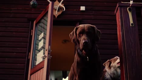 Some-amazing-close-ups-of-beautiful-dog-in-sunset-light