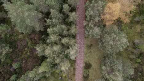 aerial drone footage flying over a scots pine forest canopy, following a path through trees with heather and native plants along the trail in the cairngorms national park, scotland