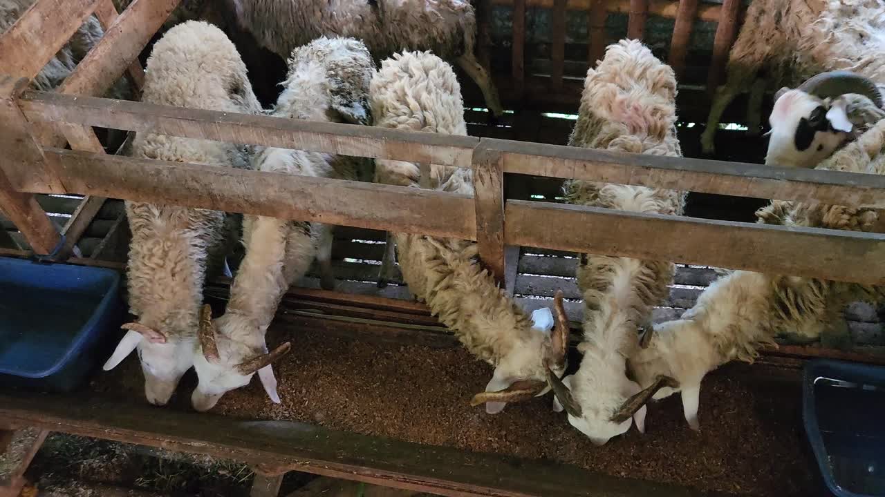 Ziegen in einem Industriegehege fressen Futter, Draufsicht