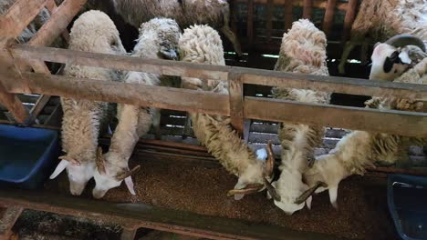 goats in industrial pen eating food, view from above