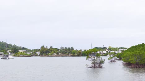 mangrove trees and calm waters under overcast skies in port douglas, australia. static camera captures serene natural beauty
