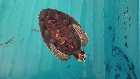 top down zoom in beautiful hawkbill sea turtle float saltwater pond