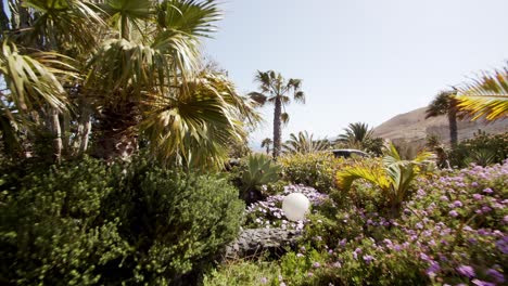 parque vibrante con plantas tropicales exóticas en las islas canarias, vista frontal del carro