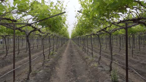 Hileras-De-Plantaciones-De-Uvas-En-La-Granja-De-Uvas