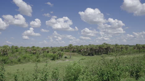 beautiful landscape with lush green vegetation in windy day