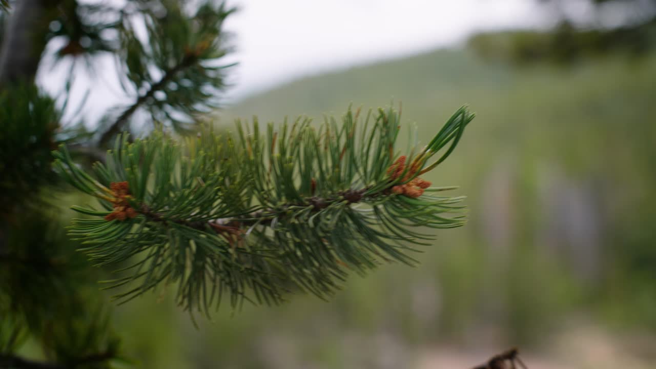 숲 한가운데 에 있는 소나무 가지 를 보여 주는 매혹적 인 비디오 를 통해 자연 의 평화 에 몰입 하십시오