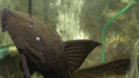 un primerísimo plano de la cabeza de un pleco de ojos azules chupando al lado de un acuario