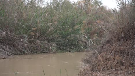 jordan river israel palestine jordan