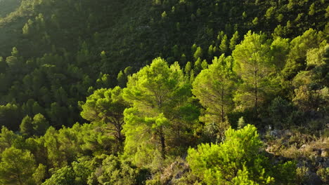 aerial view of a lush pine forest on a mountainside