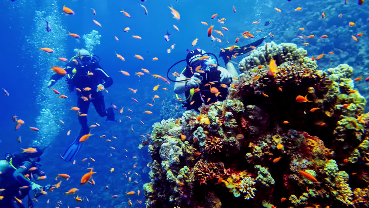 Shy shoal of cute coral reef fish finding protection in coral´s crevices while divers are admiring them