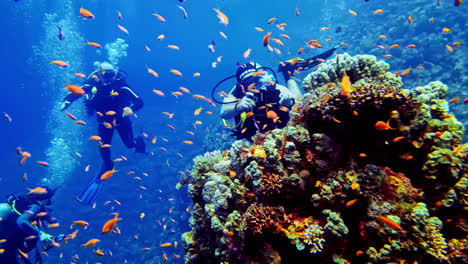 shy shoal of cute coral reef fish finding protection in coral´s crevices while divers are admiring them
