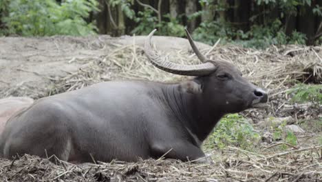 a relaxed domesticated asian water buffalo lying down in a field with his head in the air and ears twitching