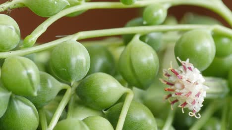 senecio rowleyanus with flower, known as string of pearls or string of beads