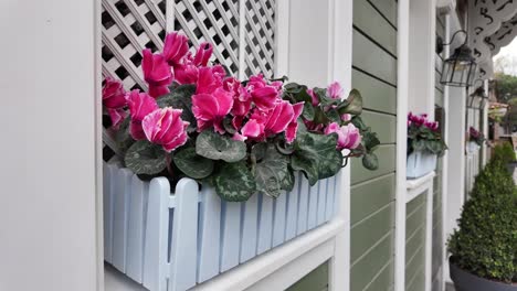 pink cyclamen flowers in a light blue wooden window box