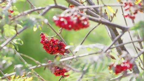 morning sunlight graces video footage of ripe rowan berries