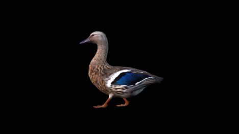 A-duck-walking-on-black-background,-3D-animation,-animated-animals,-seamless-loop-animation