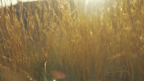 golden grass sunset close up