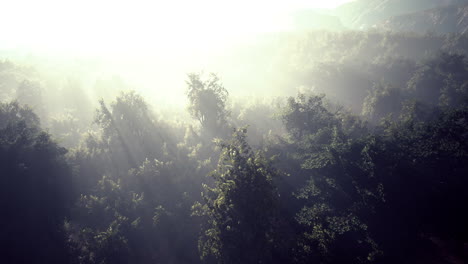 La-Niebla-Envuelve-El-Bosque-De-Montaña