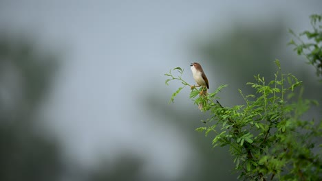 a yellow-eyed babbler sings from a perch in its natural environment. captures detailed vocal behavior of this active, small passerine in daylight