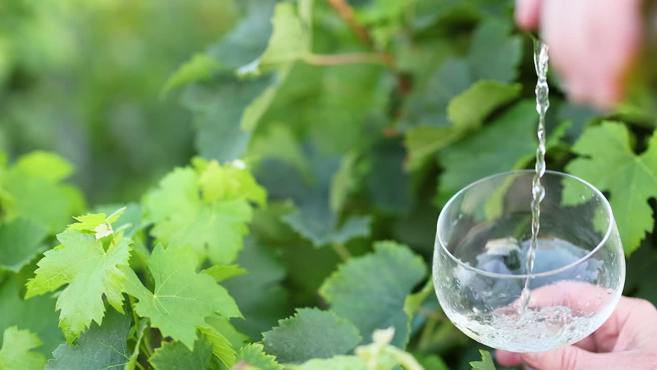 el vino se vierte en un vaso en la viña
