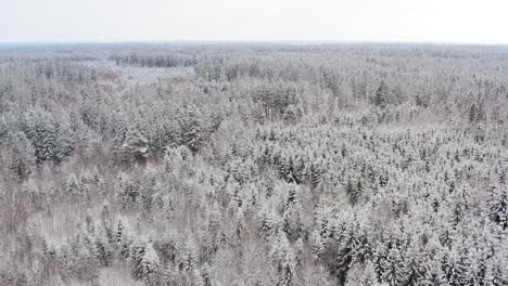 plain shot of a white winter forest, snow covered trees filmed by a drone in a slow flight foreward - idyllic nature scenery in southern bavaria, germany