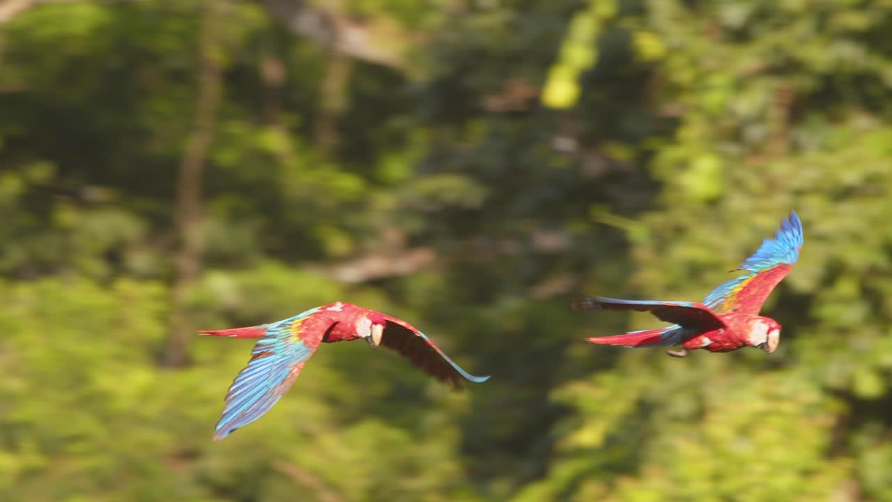 Green-Winged Macaw pair soars together over the rainforest canopy, their feathers glowing brilliantly.