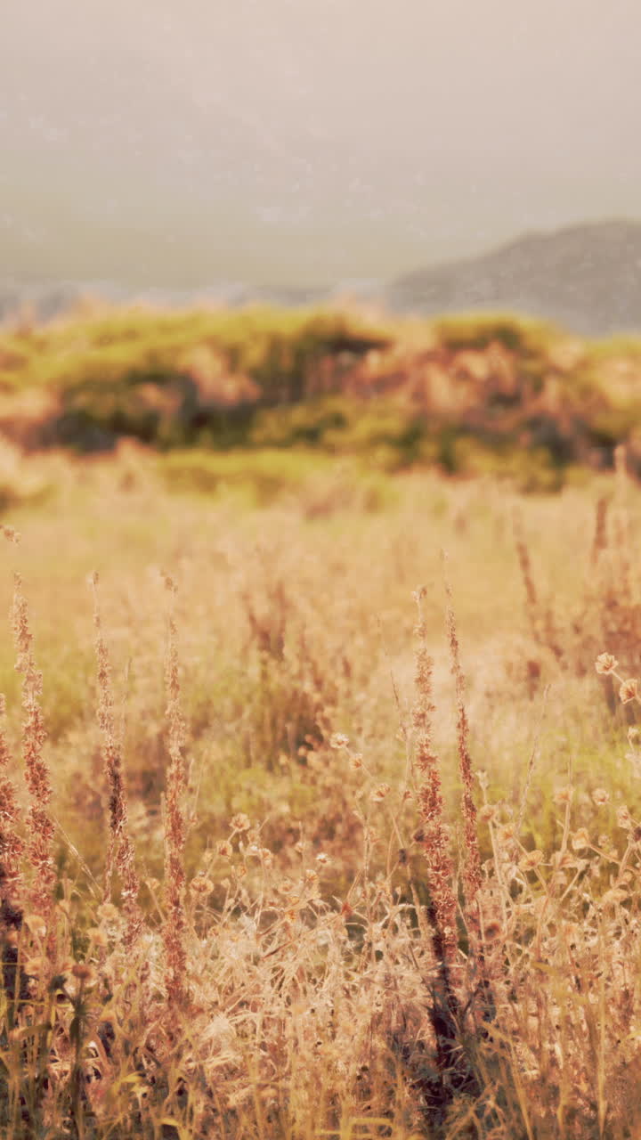 campo dorado con hierba y colinas en el fondo