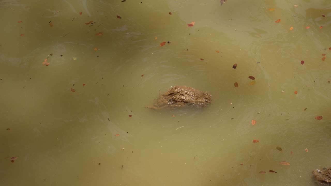 Close-up shot of elephant feces floating in muddy, turbid water under bright natural light