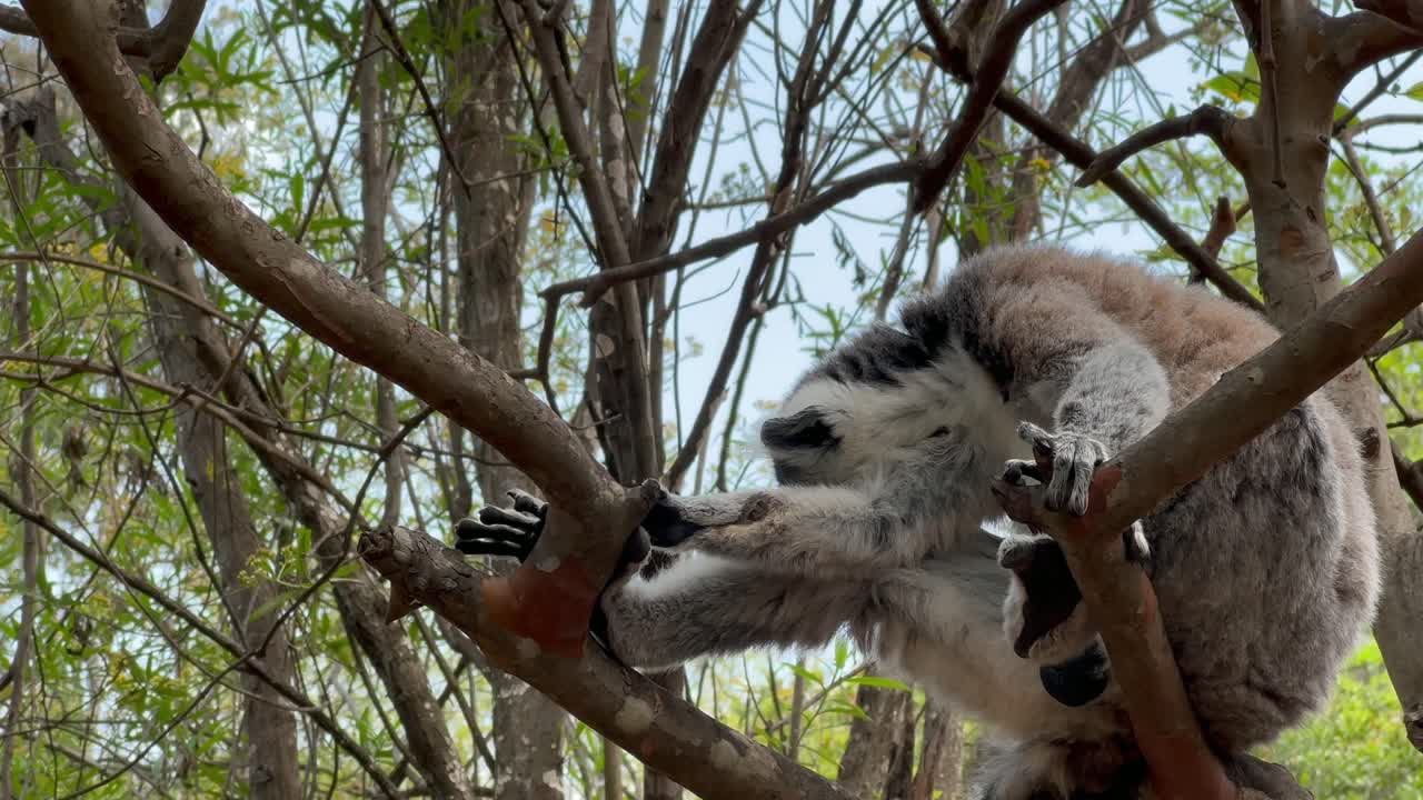 Il lemure dalla coda ad anelli (Lemur catta) si è appena svegliato, sbadiglia e poi si sposta su un altro albero