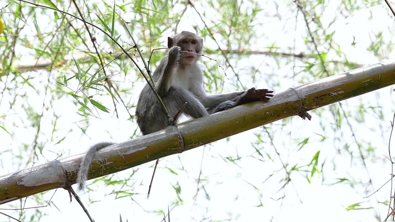 The Long-tailed Macaques are the easiest monkeys to find in Thailand as they are present at temple complexes, national parks, and even villages and cities; it is also called the Crab-eating Macaque