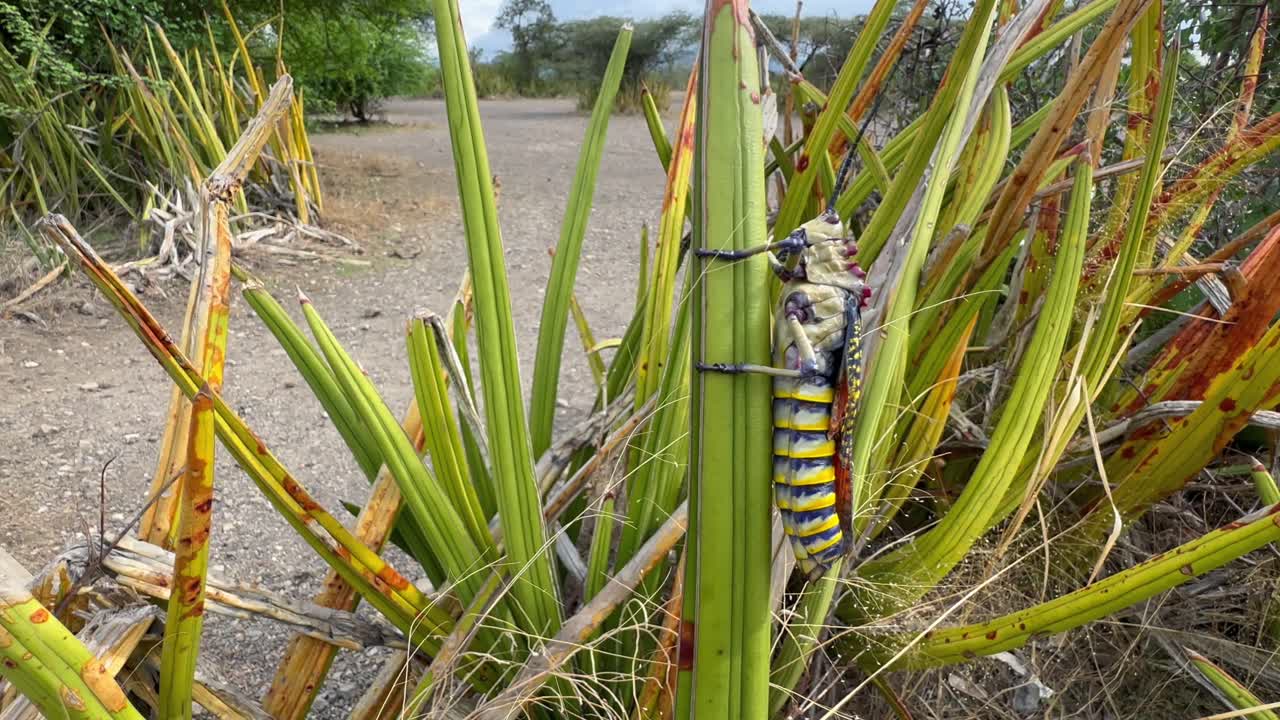 el saltamontes africano (phymateus aegrotus) en un sisal salvaje de áfrica oriental (sansevieria ehrenbergii) en el área de conservación de ngorongoro, tanzania.