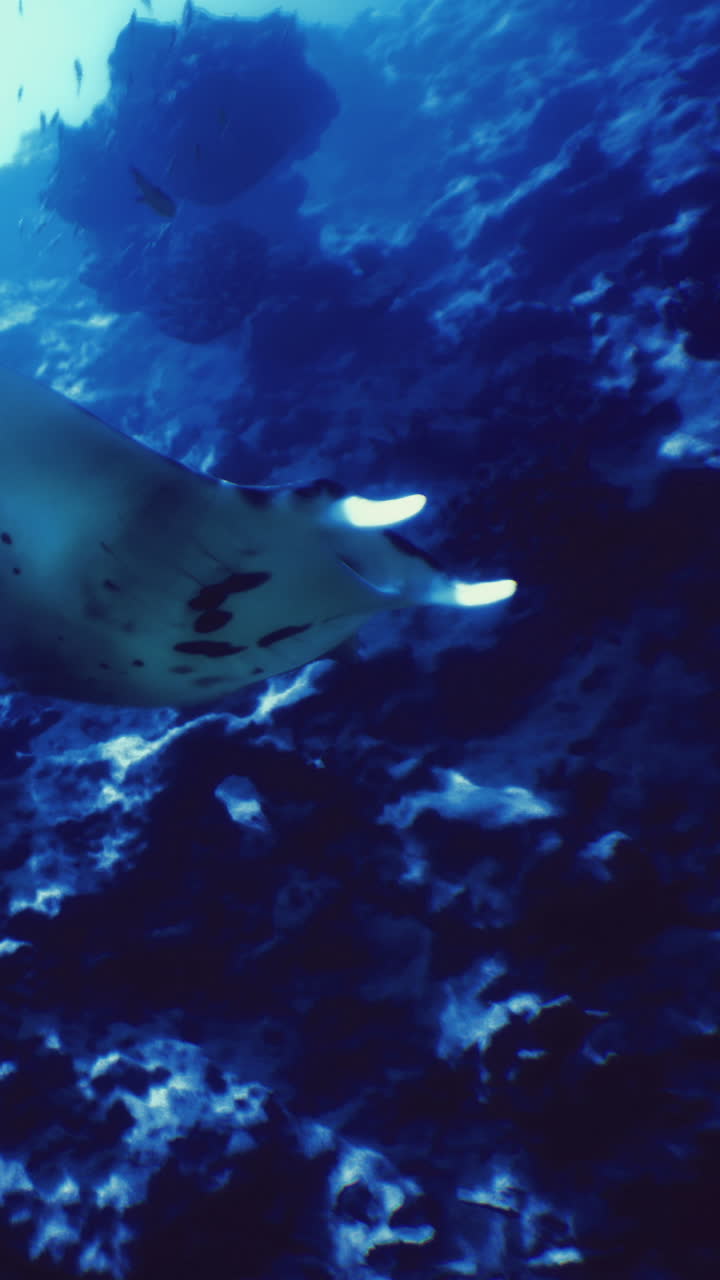 Misteriosa manta raya deslizándose por las profundidades del océano al anochecer