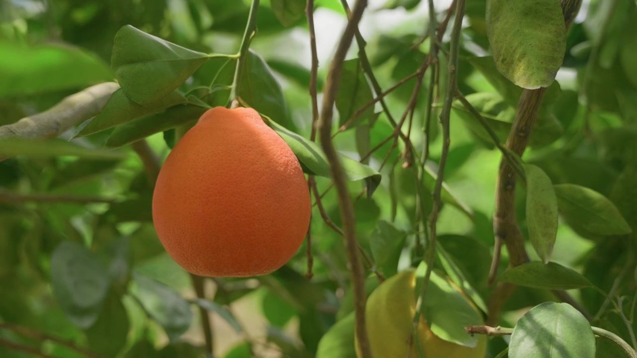 Primo piano dettagliato di un'arancia matura che pende naturalmente da un albero di agrumi, circondata da fitte foglie verdi e rami sottili. La calda luce solare evidenzia il colore vibrante e la buccia testurizzata del frutto, mentre