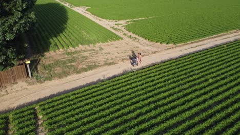 Mom-walking-with-her-baby-stroller-on-a-dirt-road-between-the-farm-fields-in-Scherpenbeek,-Belgium