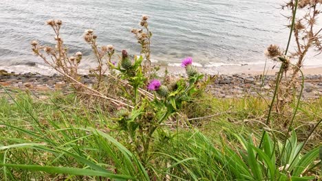 wildflowers by the sea in fife, scotland