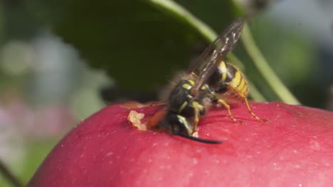 Wespe,-Die-Durch-Einen-Apfel-Frisst---Makro