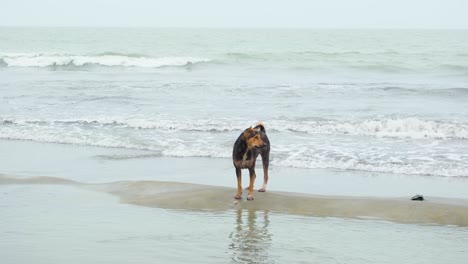 Perro-Domesticado-Parado-Sobre-Un-Banco-De-Arena-Con-Olas-En-La-Playa-De-Kuakata,-Bahía-De-Bengala,-Bangladesh