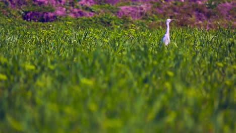 a white heron in green crop, low angle, foreground blur shot