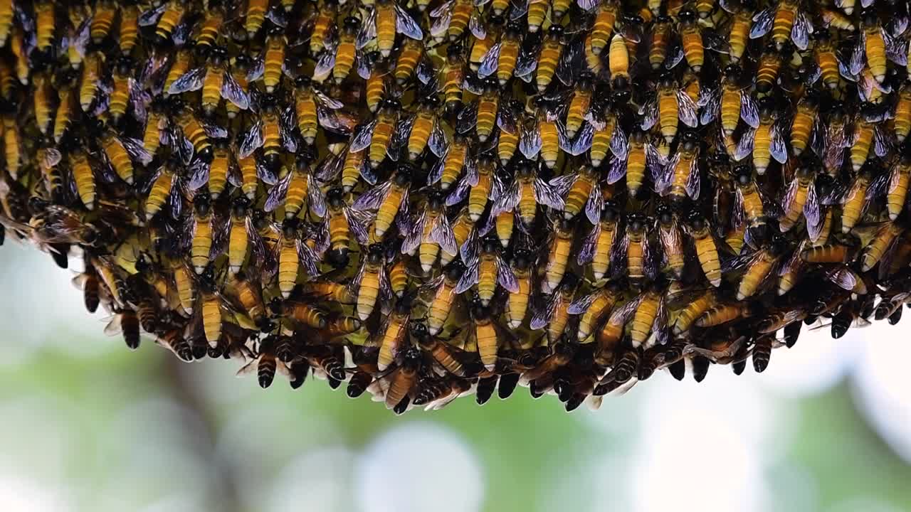 se sabe que las abejas melíferas gigantes construyen grandes colonias de nidos con bolsillos simétricos hechos de cera para almacenar miel como fuente de alimento.