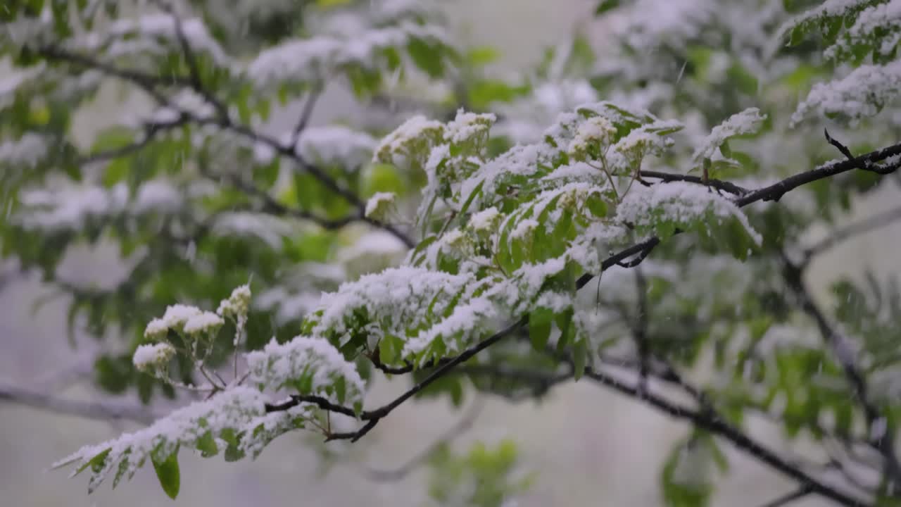 Neve su rami primaverili