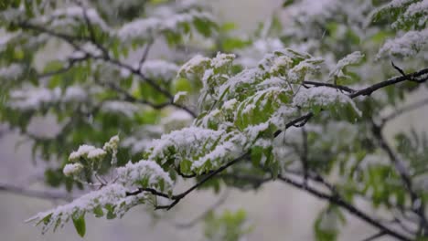 snow on spring branches