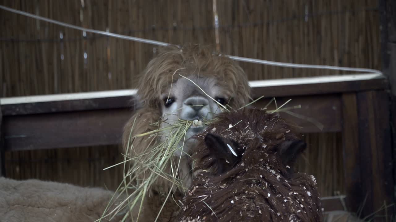 알파카. 알파시아 동물의 수염