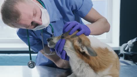 a team of veterinarians examines eyes of a sick corgi dog