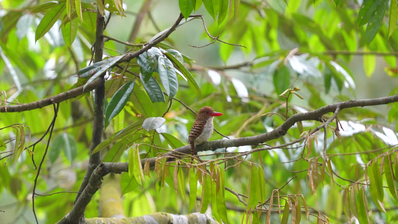 una hembra de pájaro pescador de bandas estaba en un árbol, asintiendo con la cabeza